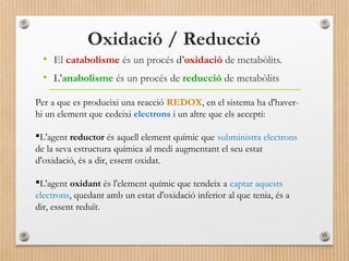 Oxidació / Reducció 
• El catabolisme és un procés d’oxidació de metabòlits. 
• L’anabolisme és un procés de reducció de metabòlits 
Per a que es produeixi una reacció REDOX, en el sistema ha d'haver-hi 
un element que cedeixi electrons i un altre que els accepti: 
L'agent reductor és aquell element químic que subministra electrons 
de la seva estructura química al medi augmentant el seu estat 
d'oxidació, és a dir, essent oxidat. 
L'agent oxidant és l'element químic que tendeix a captar aquests 
electrons, quedant amb un estat d'oxidació inferior al que tenia, és a 
dir, essent reduït. 
 