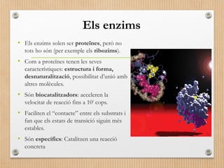 Els enzims 
• Els enzims solen ser proteïnes, però no 
tots ho són (per exemple els ribozims). 
• Com a proteïnes tenen les seves 
característiques: estructura i forma, 
desnaturalització, possibilitat d’unió amb 
altres molècules. 
• Són biocatalitzadors: acceleren la 
velocitat de reacció fins a 109 cops. 
• Faciliten el “contacte” entre els substrats i 
fan que els estats de transició siguin més 
estables. 
• Són específics: Catalitzen una reacció 
concreta 
 