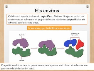 Els enzims 
Cal destacar que els enzims són específics . Això vol dir que un enzim pot 
actuar sobre un substrat o un grup de substrats relacionats (especificitat de 
substrat) però no sobre altres. 
la sacarasa, que hidrolitza la sacarosa. 
L'especificitat dels enzims ha portat a comparar aquestes amb claus i als substrats amb 
panys (model de la clau i el pany). 
 