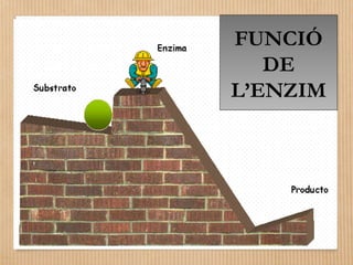 FUNCIÓ 
DE 
L’ENZIM 
 