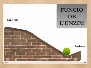 FUNCIÓ 
DE 
L’ENZIM 
 