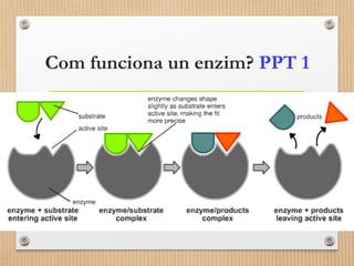 Com funciona un enzim? PPT 1 
 