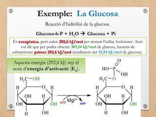 Exemple: La Glucosa 
Reacció d’hidròlisi de la glucosa 
Glucosa-6-P + H2O  Glucosa + Pi 
És eexxeerrggòònniiccaa, però calen 229922,,66 kkJJ//mmooll per trencar l'enllaç fosfoéster. Això 
vol dir que per poder obtenir 305,14 kJ/mol de glucosa, haurem de 
subministrar pprriimmeerr 229922,,66 kkJJ//mmooll (rendiment net 12,54 kJ/mol de glucosa). 
Aquesta energia (292,6 kJ) rep el 
nom d’energia d'activació (EA). 
 