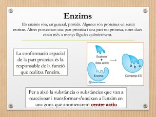 Enzims 
Els enzims són, en general, pròtids. Algunes són proteïnes en sentit 
estricte. Altres posseeixen una part proteica i una part no proteica, totes dues 
estan més o menys lligades químicament. 
La conformació espacial 
de la part proteica és la 
responsable de la funció 
que realitza l'enzim. 
Per a això la substància o substàncies que van a 
reaccionar i transformar-s'uneixen a l'enzim en 
una zona que anomenarem cceennttrree aaccttiiuu 
 
