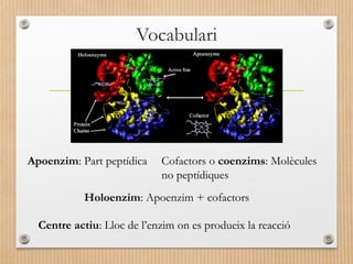 Vocabulari 
Apoenzim: Part peptídica Cofactors o coenzims: Molècules 
no peptídiques 
Holoenzim: Apoenzim + cofactors 
Centre actiu: Lloc de l’enzim on es produeix la reacció 
 