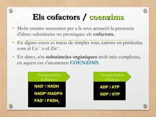 EEllss ccooffaaccttoorrss // ccooeennzziimmss 
• Molts enzims necessiten per a la seva actuació la presència 
d'altres substàncies no proteiques: els cofactors. 
• En alguns casos es tracta de simples ions, cations en particular, 
com el Cu+ + o el Zn+ +. 
• En altres, són substàncies orgàniques molt més complexes, 
en aquest cas s'anomenen COENZIMS. 
Transportadors 
d’electrons 
Transportadors 
d’energia 
 