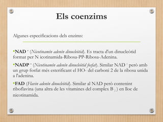 Els coenzims 
Algunes especificacions dels enzims: 
•NAD + (Nicotinamín adenín dinucleòtid). Es tracta d'un dinucleòtid 
format per N icotinamida-Ribosa-PP-Ribosa-Adenina. 
•NADP + (Nicotinamín adenín dinucleòtid fosfat). Similar NAD + però amb 
un grup fosfat més esterificant el HO- del carboni 2 de la ribosa unida 
a l'adenina. 
•FAD (Flavin adenín dinucleòtid). Similar al NAD però contenint 
riboflavina (una altra de les vitamines del complex B 2 ) en lloc de 
nicotinamida. 
 