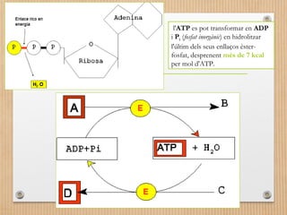 l'ATP es pot transformar en ADP 
i Pi (fosfat inorgànic) en hidrolitzar 
l'últim dels seus enllaços èster-fosfat, 
desprenent més de 7 kcal 
per mol d'ATP. 
 