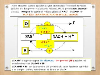 Molts processos químics cel·lulars de gran importància: fotosíntesi, respiració 
cel·lular, etc. Són processos d'oxidació-reducció. P.e. la glucosa perd electrons 
(s’oxida) i l’Oxigen els capta (es redueix) gràcies al NAD+ i NADH+H+ 
SON ELS TRANSPORTADORS D’ELECTRONS! 
+ 2 e- 
+ 2 H+ 
- 2 e- 
- 2 H+ 
el NAD+ és capaç de captar dos electrons, i dos protons (H+), reduint-se i 
transformant-se en NADH + H+ . 
el NADH + H+ pot cedir aquests dos electrons allà on es necessitin per reduir 
a un compost químic, transformant-se de nou en NAD+ 
 