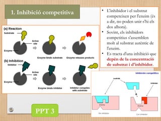 1. Inhibició competitiva • L'inhibidor i el substrat 
competeixen per l'enzim (és 
a dir, no poden unir-s'hi els 
dos alhora). 
• Sovint, els inhibidors 
competitius s'assemblen 
molt al substrat autèntic de 
l'enzim. 
• Es tracta d'una inhibició que 
depèn de la concentració 
de substrat i d'inhibidor. 
PPT 3 
 