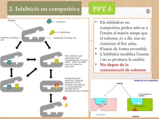 2. Inhibició no competitiva 
PPT 4 
• Els inhibidors no 
competitius poden unir-se a 
l'enzim al mateix temps que 
el substrat, és a dir, mai no 
s'uneixen al lloc actiu. 
• S’uneix de forma reversible. 
• L’inhibidor modifica l’enzim 
i no es produeix la catàlisi. 
• No depen de la 
concentració de substrat. 
 