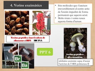 4. Verins enzimàtics • Són molècules que s'uneixen 
irreversiblement al centre actiu 
de l'enzim impedint de forma 
permanent que aquesta actuï. 
• Molts tòxics i verins tenen 
aquesta forma d’actuar. 
toxina peptídica 
alfa-amanitina 
inhibidor enzimàtic capaç d’aturar 
l’activitat de l’ARN polimerasa II 
Toxina peptídica inactivadora de 
ribosomes (RIP) RICINA 
PPT 6 
 