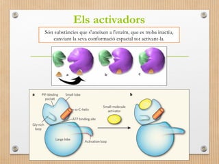 Els activadors 
Són substàncies que s'uneixen a l'enzim, que es troba inactiu, 
canviant la seva conformació espacial tot activant-la. 
 