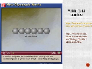 http://highered.mcgraw-how_glycolysis_works.html 
http://www.science. 
smith.edu/departme 
nts/Biology/Bio231/ 
glycolysis.html 
 