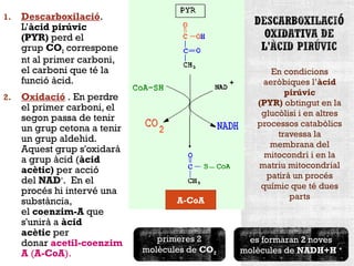 1. Descarboxilació. 
L’àcid pirúvic 
(PYR) perd el 
grup CO2 correspone 
nt al primer carboni, 
el carboni que té la 
funció àcid. 
2. Oxidació . En perdre 
el primer carboni, el 
segon passa de tenir 
un grup cetona a tenir 
un grup aldehid. 
Aquest grup s'oxidarà 
a grup àcid (àcid 
acètic) per acció 
del NAD+. En el 
procés hi intervé una 
substància, 
el coenzim-A que 
s'unirà a àcid 
acètic per 
donar acetil-coenzim 
A (A-CoA). 
En condicions 
aeròbiques l’àcid 
pirúvic 
(PYR) obtingut en la 
glucòlisi i en altres 
processos catabòlics 
travessa la 
membrana del 
mitocondri i en la 
matriu mitocondrial 
patirà un procés 
químic que té dues 
A-CoA parts 
es formaran 2 noves 
molècules de NADH+H + 
primeres 2 
molècules de CO2 
 