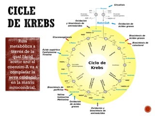 Ruta 
metabòlica a 
través de la 
qual l'àcid 
acètic unit al 
coenzim-A va a 
completar la 
seva oxidació 
en la matriu 
mitocondrial. 
 