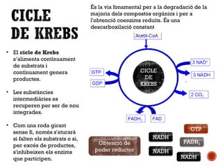 És la via fonamental per a la degradació de la 
majoria dels compostos orgànics i per a 
l'obtenció coenzims reduits. És una 
descarboxilació constant 
• El cicle de Krebs 
s’alimenta contínuament 
de substrats i 
contínuament genera 
productes. 
• Les substàncies 
intermediàries es 
recuperen per ser de nou 
integrades. 
• Com una roda girant 
sense fi, només s'aturarà 
si falten els substrats o si, 
per excés de productes, 
s'inhibeixen els enzims 
que participen. 
CICLE 
DE 
KREBS 
Obtenció de 
poder reductor 
NADH 
GTP 
FADH2 
NADH 
NADH 
 