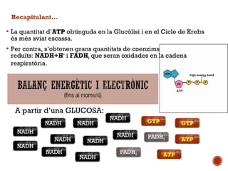 Recapitulant... 
 La quantitat d’ATP obtinguda en la Glucòlisi i en el Cicle de Krebs 
és més aviat escassa. 
 Per contra, s’obtenen grans quantitats de coenzims 
reduïts: NADH+H+ i FADH2 que seran oxidades en la cadena 
respiratòria. 
A partir d’una GLUCOSA: 
NADH 
FADH2 
GTP 
NADH 
NADH 
NADH 
NADH 
NADH 
NADH 
NADH 
NADH 
NADH 
GTP 
ATP 
FADH2 
ATP 
 