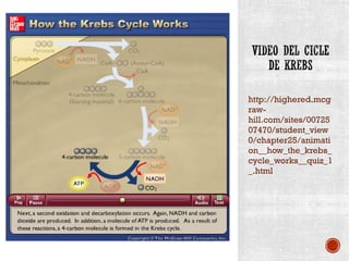 http://highered.mcg 
raw-hill. 
com/sites/00725 
07470/student_view 
0/chapter25/animati 
on__how_the_krebs_ 
cycle_works__quiz_1 
_.html 
 