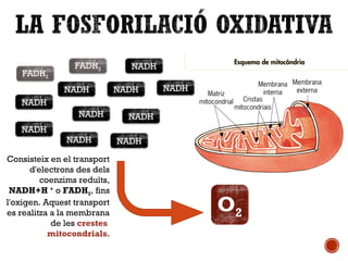 NADH 
FADH2 
NADH 
NADH 
NADH 
NADH 
NADH 
NADH 
NADH 
NADH 
NADH 
FADH2 
O2 
Consisteix en el transport 
d'electrons des dels 
coenzims reduïts, 
NADH+H + o FADH2, fins 
l'oxigen. Aquest transport 
es realitza a la membrana 
de les crestes 
mitocondrials. 
 