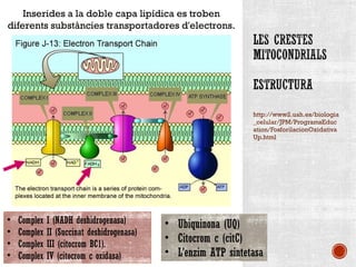 http://www2.uah.es/biologia 
_celular/JPM/ProgramsEduc 
ation/FosforilacionOxidativa 
Up.html 
Inserides a la doble capa lipídica es troben 
diferents substàncies transportadores d'electrons. 
• Complex I (NADH deshidrogenasa) 
• Complex II (Succinat deshidrogenasa) 
• Complex III (citocrom BC1). 
• Complex IV (citocrom c oxidasa) 
• Ubiquinona (UQ) 
• Citocrom c (citC) 
• L’enzim ATP sintetasa 
 