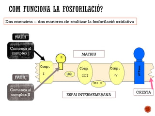 Dos coenzims = dos maneres de realitzar la fosforilació oxidativa 
NADH 
Comença al 
complex I 
FADH2 
Comença al 
complex II 
MATRIU 
ESPAI INTERMEMBRANA 
CRESTA 
 