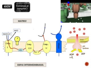 NADH Comença al 
complex I 
MATRIU 
ESPAI INTERMEMBRANA 
 