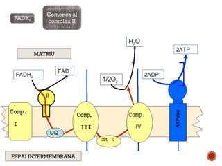 Comença al 
complex II 
MATRIU 
FADH2 
ESPAI INTERMEMBRANA 
 