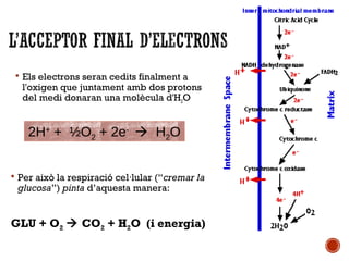  Els electrons seran cedits finalment a 
l'oxigen que juntament amb dos protons 
del medi donaran una molècula d'H2O 
2H+ + ½O2 + 2e-  H2O 
 Per això la respiració cel·lular (“cremar la 
glucosa”) pinta d’aquesta manera: 
GLU + O2  CO2 + H2O (i energia) 
 