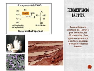 La realitzen els 
bacteris del iogurt i, 
per exemple, les 
cèl ·lules musculars, 
quan no reben una 
aportació suficient 
d'oxigen (exercici 
intens). 
Recuperació del NAD+ 
lactat deshidrogenasa 
 