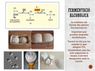 La realitzen els 
llevats del gènere 
Saccharomyces 
Important per 
produir begudes 
alcohòliques. 
També és útil per fer 
masses ja que 
afegeix CO2 
(bombolles) que fan 
més esponjosa la 
massa. L’alcohol 
desapareix amb la 
cocció. 
 