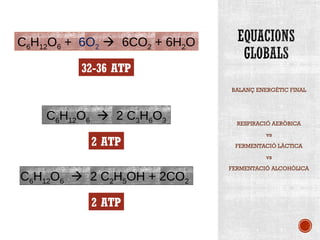 BALANÇ ENERGÈTIC FINAL 
RESPIRACIÓ AERÒBICA 
vs 
FERMENTACIÓ LÀCTICA 
vs 
FERMENTACIÓ ALCOHÒLICA 
C6H12O6 + 6O2  6CO2 + 6H2O 
32-36 ATP 
C6H12O6  2 C3H6O3 
2 ATP 
C6H12O6  2 C2H5OH + 2CO2 
2 ATP 
 