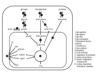 Bio2   t2b metabolisme (glúcids)