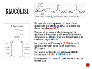  És una via en la què es parteix d’una 
molècula de glucosa (6C) i s’acaba en 
dues de piruvat (3C) 
 Durant el procés s’obté energia i la 
glucosa s’oxida en part, recollint-ne els 
electrons el NAD+, que els transferirà a la 
cadena respiratòria. 
 La producció d’energia (ATP) és molt 
baixa, sobretot si es fa en absència 
d’oxigen. 
 per cada molècula de glucosa (GLU) 
s'obtenen 2 ATP i 2 NADH + H+ 
 L’oxigen no hi intervé directament i no es 
forma CO2 
 