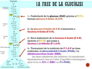 1.- Fosforilació de la glucosa (GLU) gràcies a l’ATP, 
formant glucosa-6-fosfat (G-6-P) 
2.- La glucosa-6-fosfat (G-6-P) s’isomeritza a 
fructosa-6-fosfat (F-6-P). 
3.- Nova fosforilació de la fructosa-6-fosfat (F-6-P) 
(gràcies a l’ATP) que passa a 
fructosa 1,6-difosfat (F-1,6-P). 
4.- Trencament de la molècula de F-1,6-P en dues 
molècules: el gliceraldehid-3-fosfat (PGAL) i la 
dihidroxiacetona fosfat (DHA). 
Les dues substàncies són isòmeres i es transformen 
espontàniament l’una en l’altra (l'equilibri s'aconsegueix 
quan hi ha un 95% d' DHA i un 5% PGAL). 
 