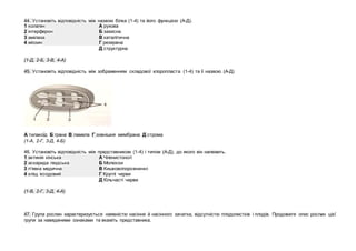 44. Установіть відповідність між назвою білка (1-4) та його функцією (А-Д).
1 колаген А рухова
2 інтерферон Б захисна
3 амілаза В каталітична
4 міозин Г резервна
Д структурна
(1-Д, 2-Б, 3-В, 4-А)
45. Установіть відповідність між зображенням складової хлоропласта (1-4) та її назвою (А-Д)
А тилакоїд Б грана В ламела Г зовнішня мембрана Д строма
(1-А, 2-Г, 3-Д, 4-Б)
46. Установіть відповідність між представником (1-4) і типом (А-Д), до якого він належить.
1 актинія кінська А Членистоногі
2 аскарида людська Б Молюски
3 п'явка медична В Кишковопорожнинні
4 кліщ іксодовий Г Круглі черви
Д Кільчасті черви
(1-В, 2-Г, 3-Д, 4-А)
47. Група рослин характеризується наявністю насіння й насінного зачатка, відсутністю плодолистків і плодів. Продовжте опис рослин цієї
групи за наведеними ознаками та вкажіть представника.
 