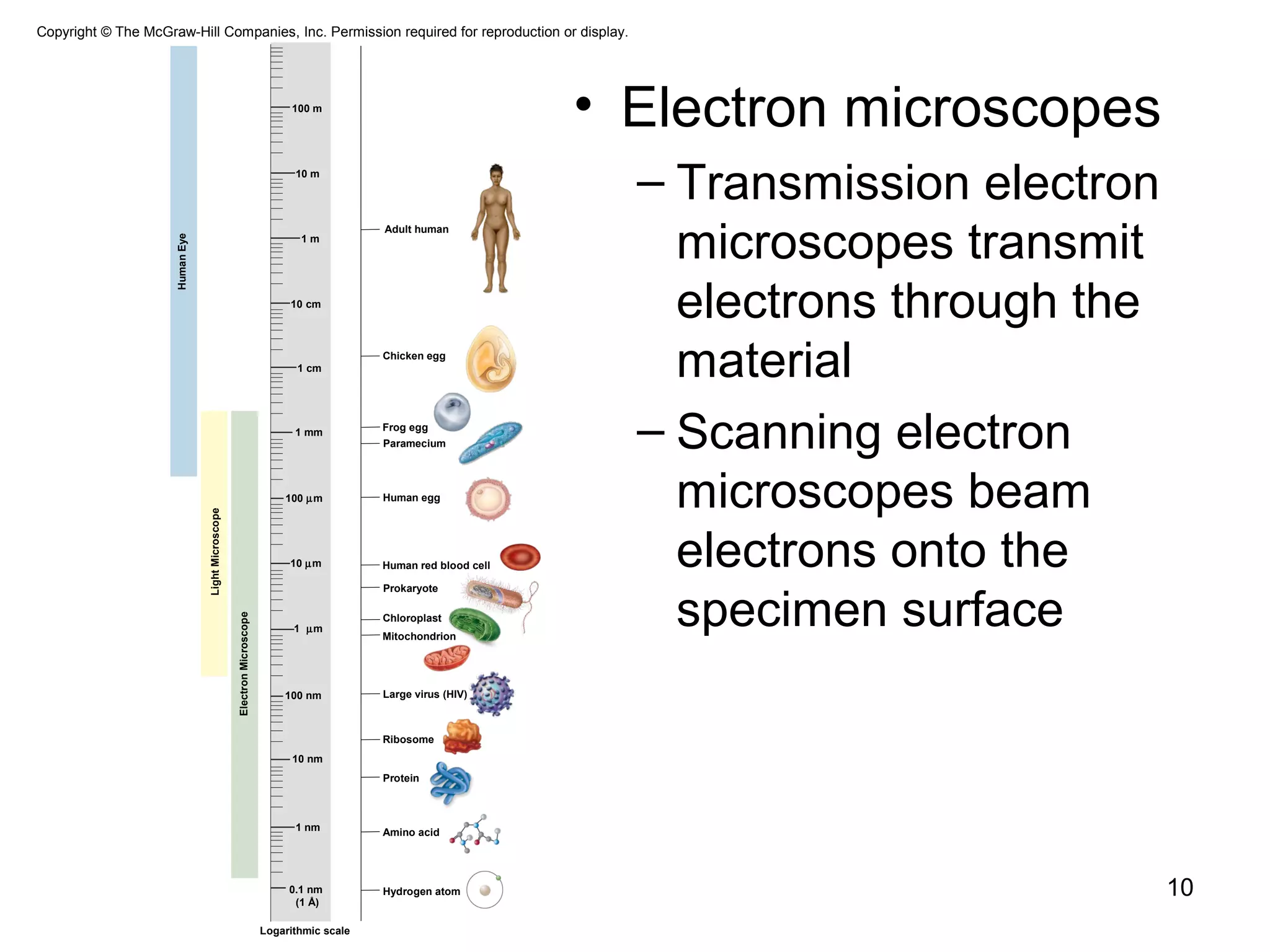 • Electron microscopes
– Transmission electron
microscopes transmit
electrons through the
material
– Scanning electron
microscopes beam
electrons onto the
specimen surface
10
Copyright © The McGraw-Hill Companies, Inc. Permission required for reproduction or display.
HumanEye
LightMicroscope
ElectronMicroscope
Hydrogen atom
Amino acid
Logarithmic scale
Protein
Ribosome
Large virus (HIV)
Human red blood cell
Prokaryote
Human egg
Paramecium
Chicken egg
Adult human
Frog egg
Chloroplast
Mitochondrion
1 m
10 cm
1 cm
1 mm
1 nm
0.1 nm
(1 Å)
10 nm
100 nm
1 µm
10 µm
100 µm
10 m
100 m
 