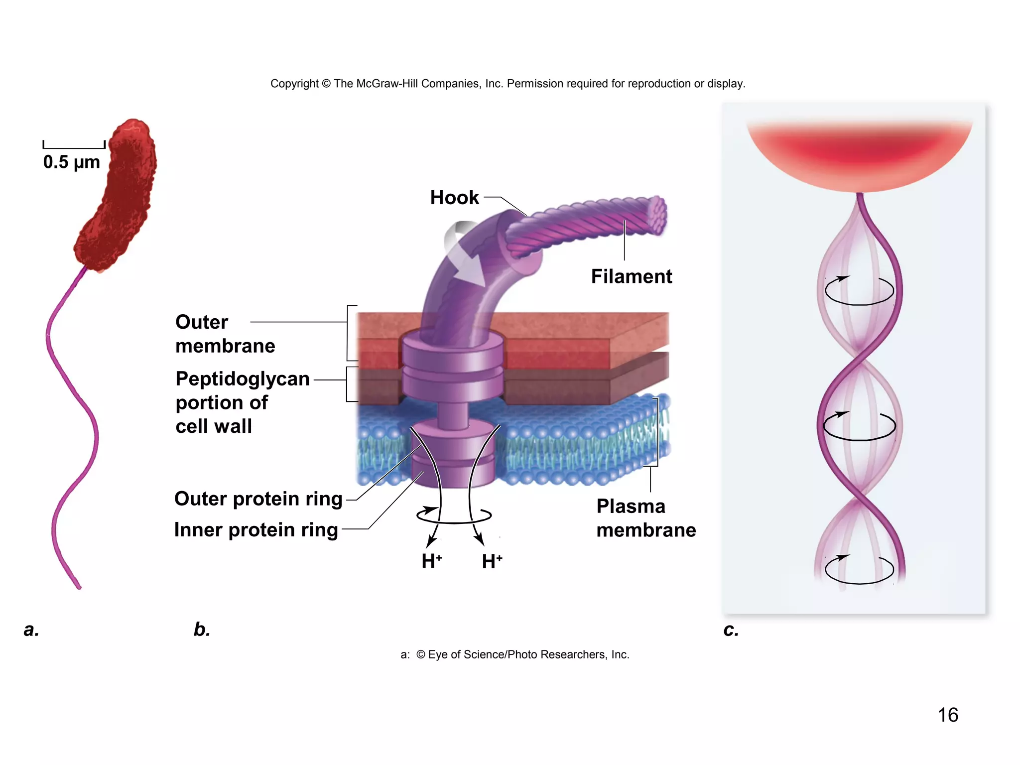 16
Copyright © The McGraw-Hill Companies, Inc. Permission required for reproduction or display.
Outer protein ring
Hook
Filament
Inner protein ring
H+
H+
Peptidoglycan
portion of
cell wall
Outer
membrane
Plasma
membrane
a. b. c.
0.5 µm
a: © Eye of Science/Photo Researchers, Inc.
 