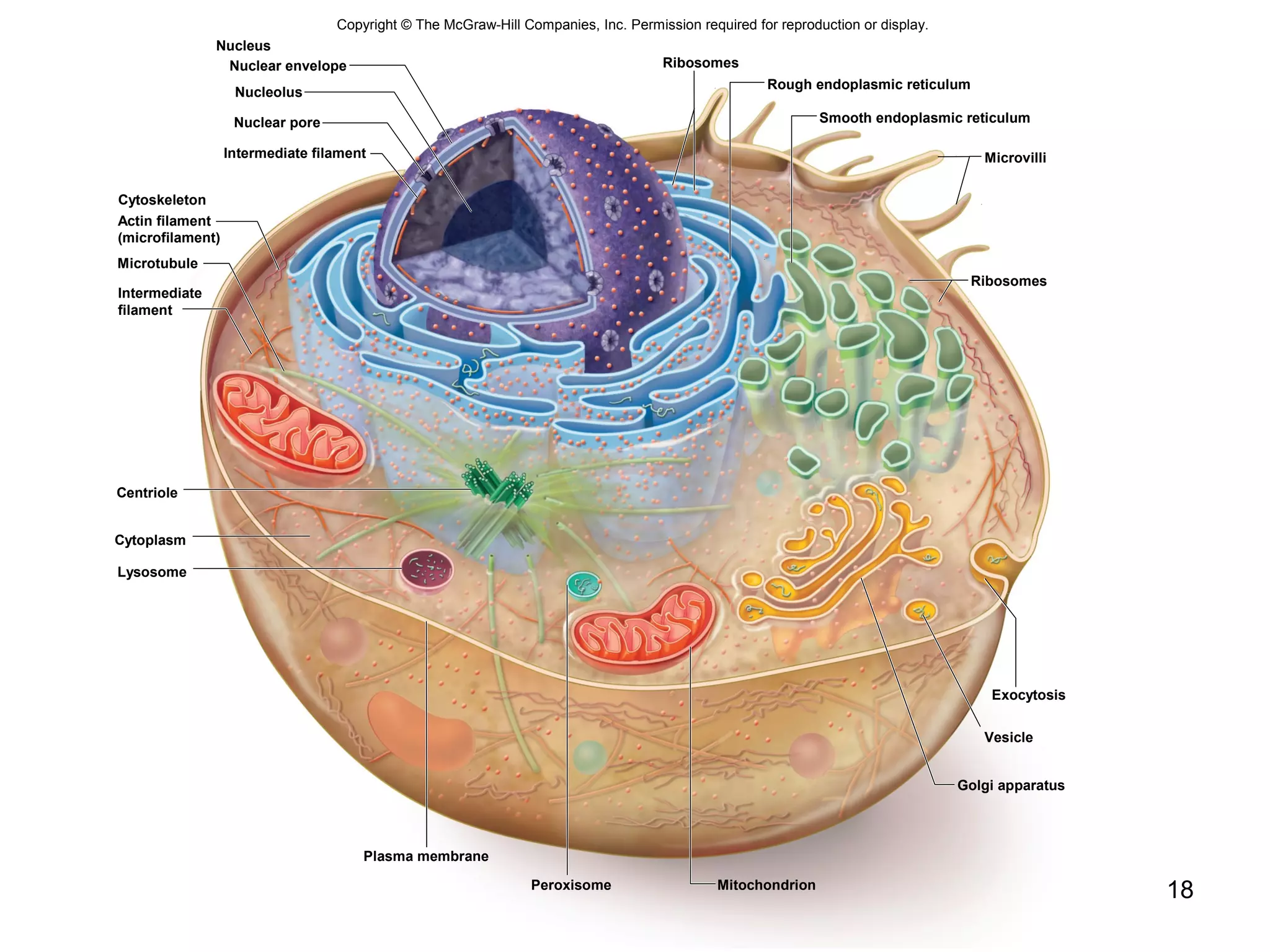 18
Copyright © The McGraw-Hill Companies, Inc. Permission required for reproduction or display.
Nucleus
Nucleolus
Nuclear pore
Intermediate filament
Ribosomes
Ribosomes
Cytoplasm
Cytoskeleton
Microtubule
Centriole
Plasma membrane
Mitochondrion
Golgi apparatus
Exocytosis
Peroxisome
Smooth endoplasmic reticulum
Rough endoplasmic reticulum
Microvilli
Nuclear envelope
Actin filament
(microfilament)
Intermediate
filament
Lysosome
Vesicle
 