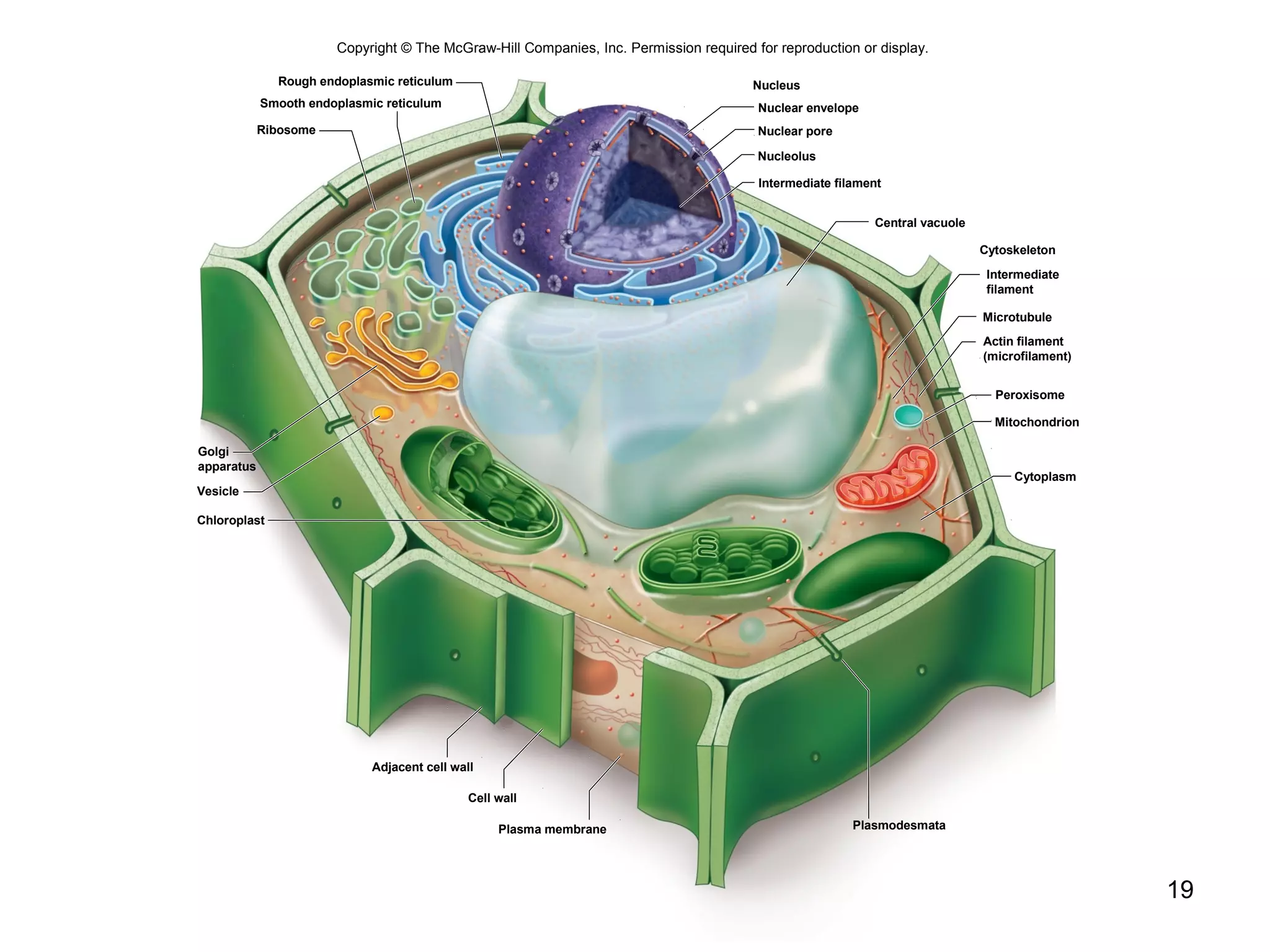 19
Copyright © The McGraw-Hill Companies, Inc. Permission required for reproduction or display.
Nucleus
Nucleolus
Nuclear pore
Intermediate filament
Ribosome
Cytoplasm
Cytoskeleton
Microtubule
Plasma membrane
Mitochondrion
Peroxisome
Smooth endoplasmic reticulum
Rough endoplasmic reticulum
Nuclear envelope
Central vacuole
Plasmodesmata
Adjacent cell wall
Cell wall
Chloroplast
Golgi
apparatus
Vesicle
Actin filament
(microfilament)
Intermediate
filament
 