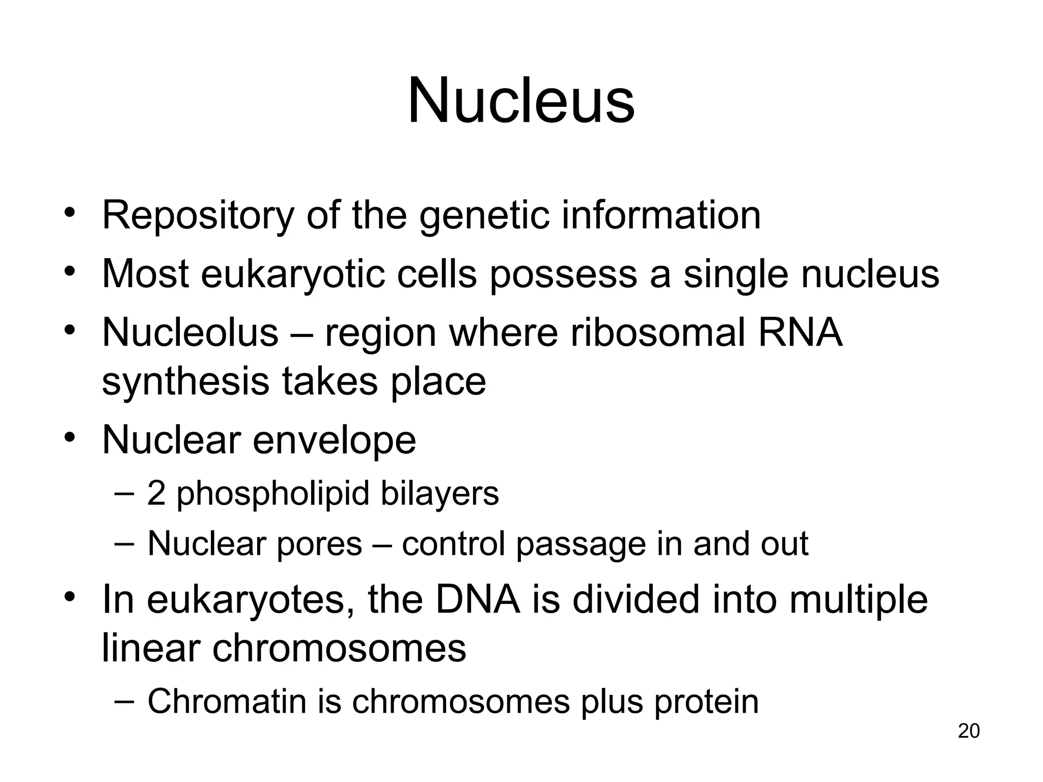 20
Nucleus
• Repository of the genetic information
• Most eukaryotic cells possess a single nucleus
• Nucleolus – region where ribosomal RNA
synthesis takes place
• Nuclear envelope
– 2 phospholipid bilayers
– Nuclear pores – control passage in and out
• In eukaryotes, the DNA is divided into multiple
linear chromosomes
– Chromatin is chromosomes plus protein
 