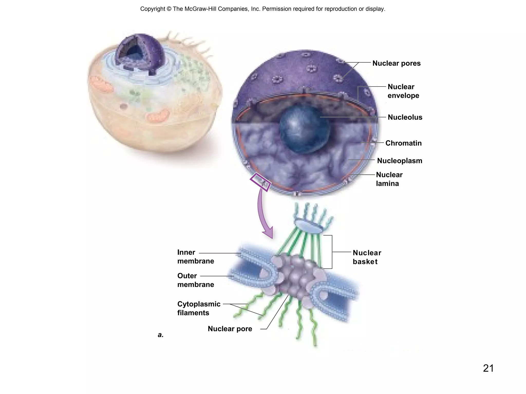 21
Copyright © The McGraw-Hill Companies, Inc. Permission required for reproduction or display.
Nuclear
basket
Nuclear pores
Nuclear
envelope
Nucleolus
Chromatin
Nucleoplasm
Nuclear
lamina
Inner
membrane
Outer
membrane
Cytoplasmic
filaments
Nuclear pore
a.
 