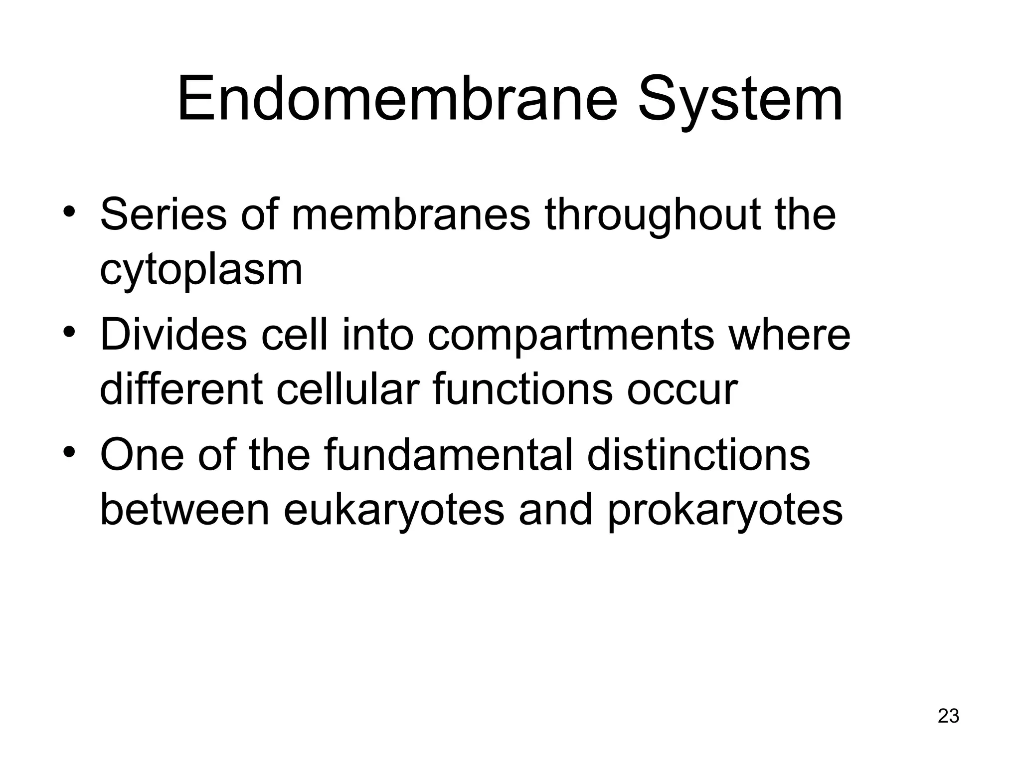 23
Endomembrane System
• Series of membranes throughout the
cytoplasm
• Divides cell into compartments where
different cellular functions occur
• One of the fundamental distinctions
between eukaryotes and prokaryotes
 