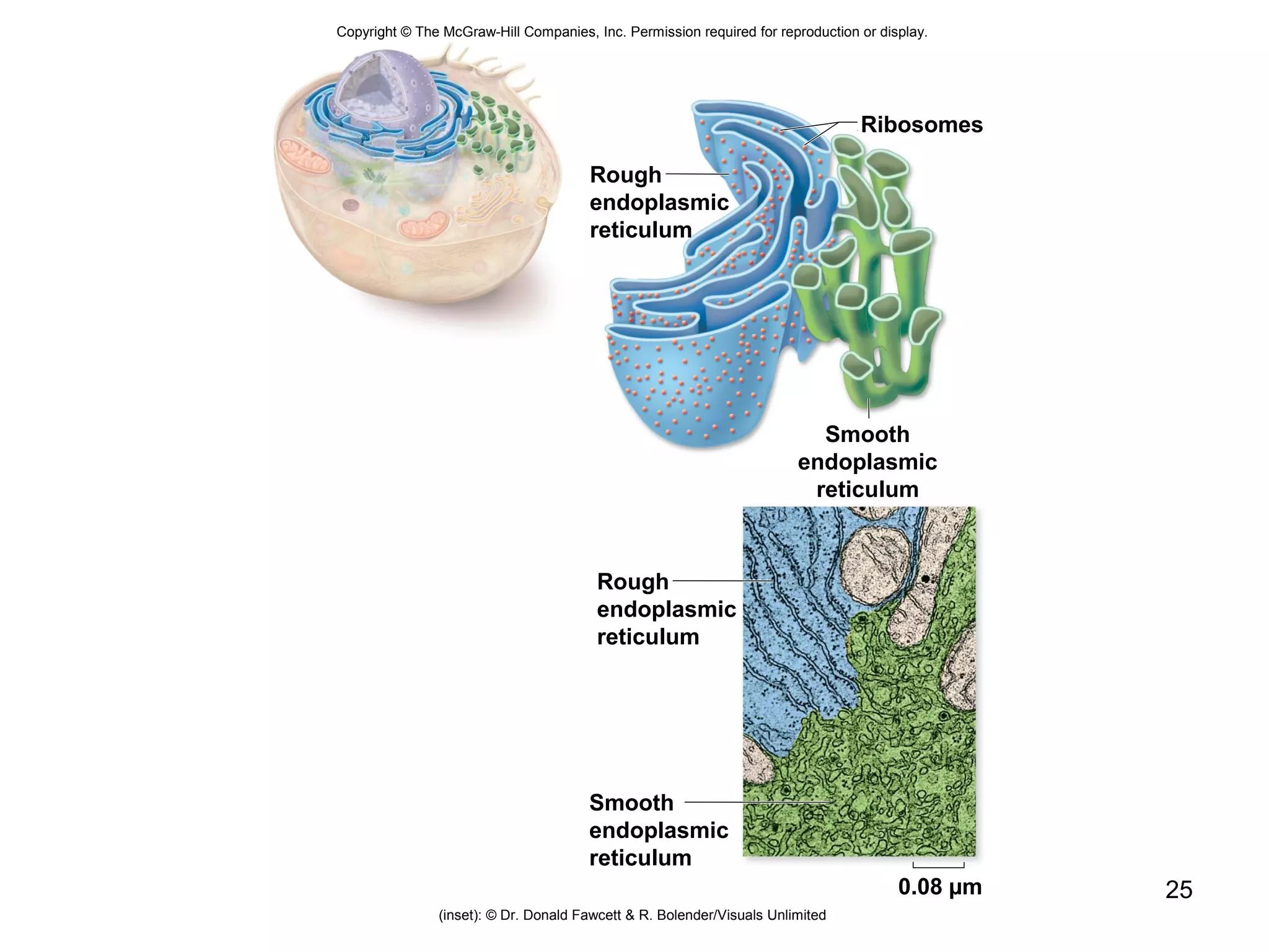 25
Copyright © The McGraw-Hill Companies, Inc. Permission required for reproduction or display.
Ribosomes
Smooth
endoplasmic
reticulum
Smooth
endoplasmic
reticulum
0.08 µm
(inset): © Dr. Donald Fawcett & R. Bolender/Visuals Unlimited
Rough
endoplasmic
reticulum
Rough
endoplasmic
reticulum
 