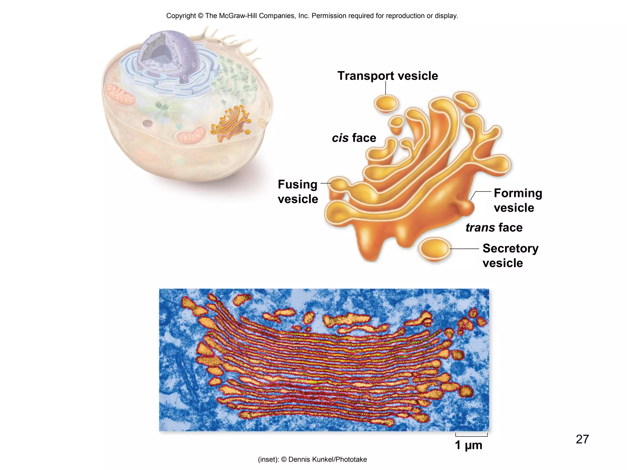 27
Copyright © The McGraw-Hill Companies, Inc. Permission required for reproduction or display.
1 µm
Secretory
vesicle
Forming
vesicle
trans face
cis face
Fusing
vesicle
Transport vesicle
(inset): © Dennis Kunkel/Phototake
 
