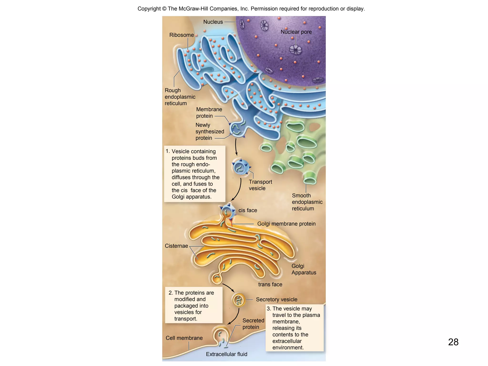 28
Copyright © The McGraw-Hill Companies, Inc. Permission required for reproduction or display.
1.
2.
3.
Golgi membrane protein
Cisternae
Secretory vesicle
Cell membrane
Extracellular fluid
Rough
endoplasmic
reticulum
Membrane
protein
Newly
synthesized
protein
Vesicle containing
proteins buds from
the rough endo-
plasmic reticulum,
diffuses through the
cell, and fuses to
the cis face of the
Golgi apparatus. Smooth
endoplasmic
reticulumcis face
Golgi
Apparatus
trans face
The proteins are
modified and
packaged into
vesicles for
transport. Secreted
protein
The vesicle may
travel to the plasma
membrane,
releasing its
contents to the
extracellular
environment.
Transport
vesicle
Nucleus
Nuclear pore
Ribosome
Copyright © The McGraw-Hill Companies, Inc. Permission required for reproduction or display.
 