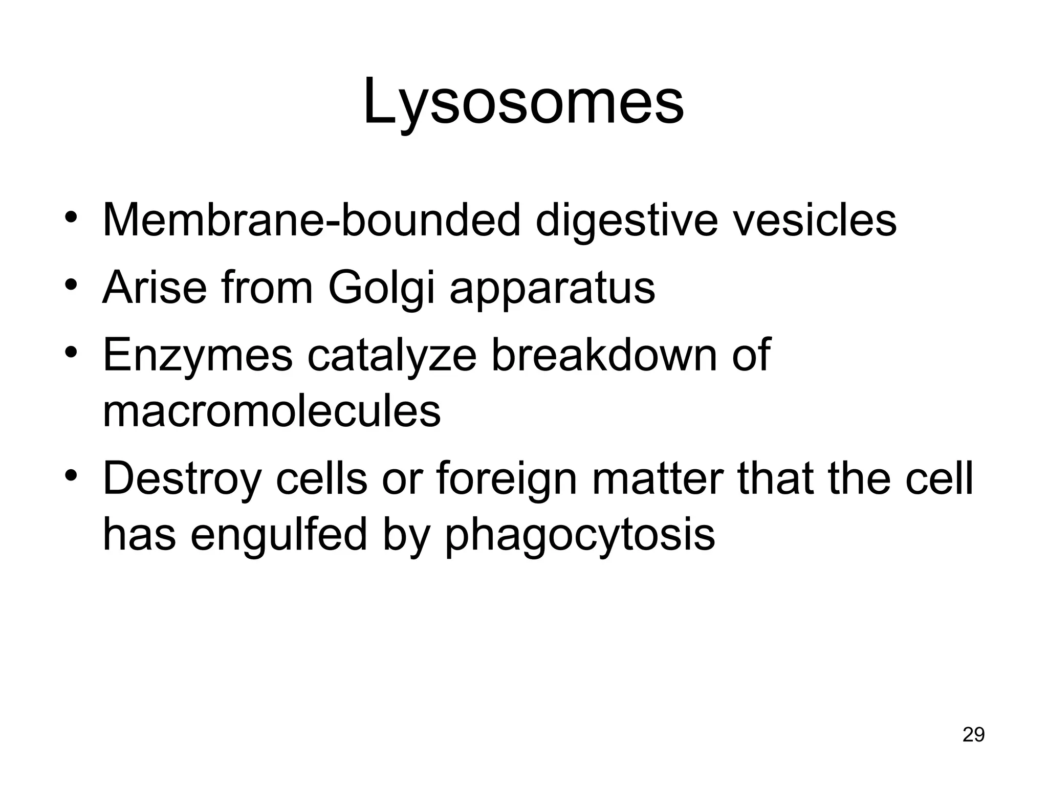 29
Lysosomes
• Membrane-bounded digestive vesicles
• Arise from Golgi apparatus
• Enzymes catalyze breakdown of
macromolecules
• Destroy cells or foreign matter that the cell
has engulfed by phagocytosis
 