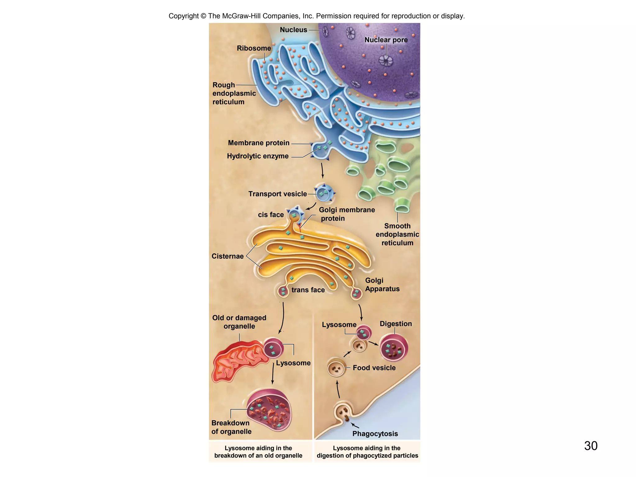 30
Copyright © The McGraw-Hill Companies, Inc. Permission required for reproduction or display.
Lysosome aiding in the
breakdown of an old organelle
Lysosome aiding in the
digestion of phagocytized particles
Golgi membrane
protein
Cisternae
Rough
endoplasmic
reticulum
Smooth
endoplasmic
reticulum
cis face
Golgi
Apparatustrans face
Nucleus
Ribosome
Membrane protein
Hydrolytic enzyme
Transport vesicle
Breakdown
of organelle
Lysosome
Lysosome Digestion
Old or damaged
organelle
Food vesicle
Phagocytosis
Nuclear pore
 