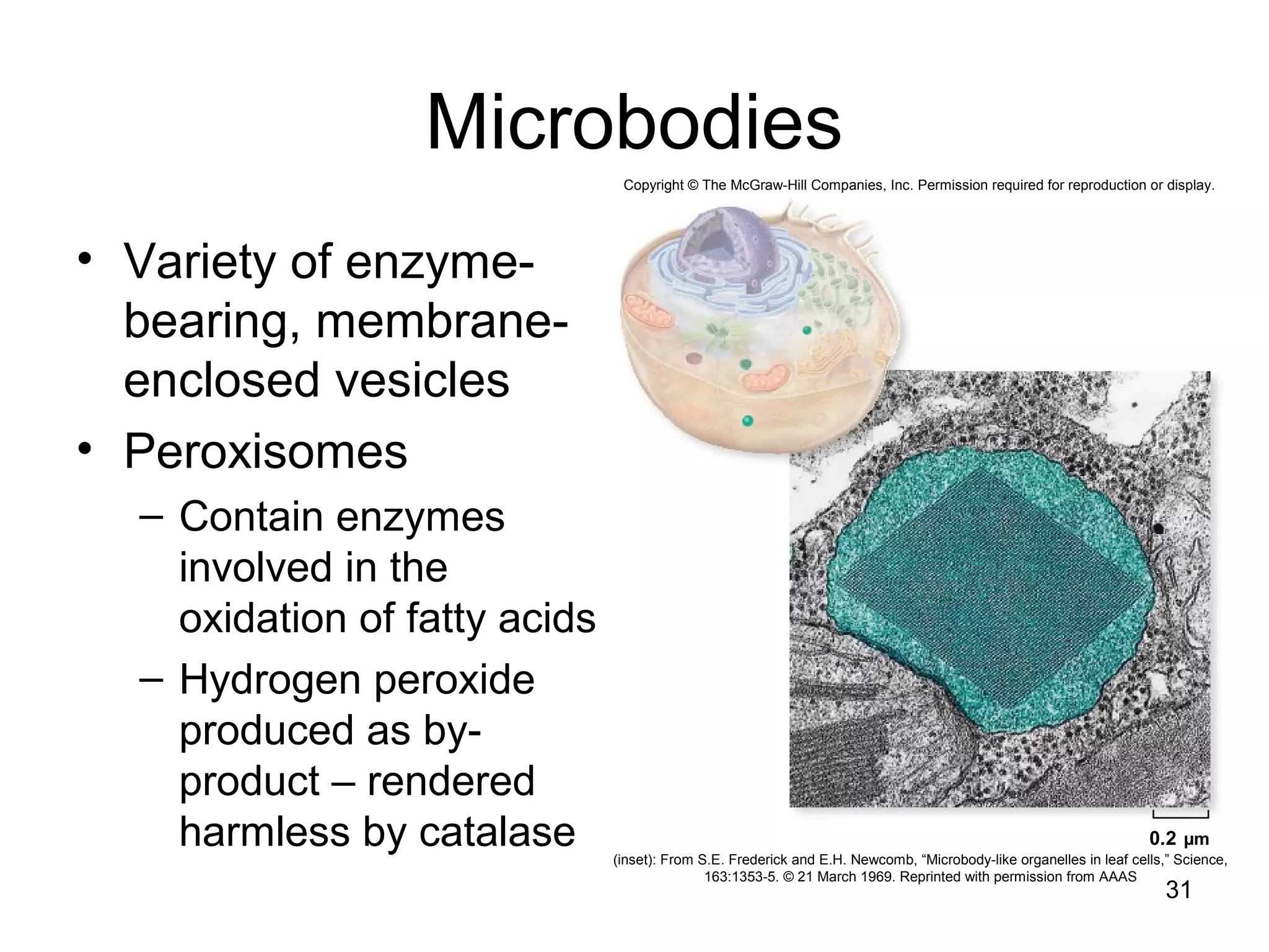 Microbodies
• Variety of enzyme-
bearing, membrane-
enclosed vesicles
• Peroxisomes
– Contain enzymes
involved in the
oxidation of fatty acids
– Hydrogen peroxide
produced as by-
product – rendered
harmless by catalase
31
Copyright © The McGraw-Hill Companies, Inc. Permission required for reproduction or display.
0.2 µm
(inset): From S.E. Frederick and E.H. Newcomb, “Microbody-like organelles in leaf cells,” Science,
163:1353-5. © 21 March 1969. Reprinted with permission from AAAS
 