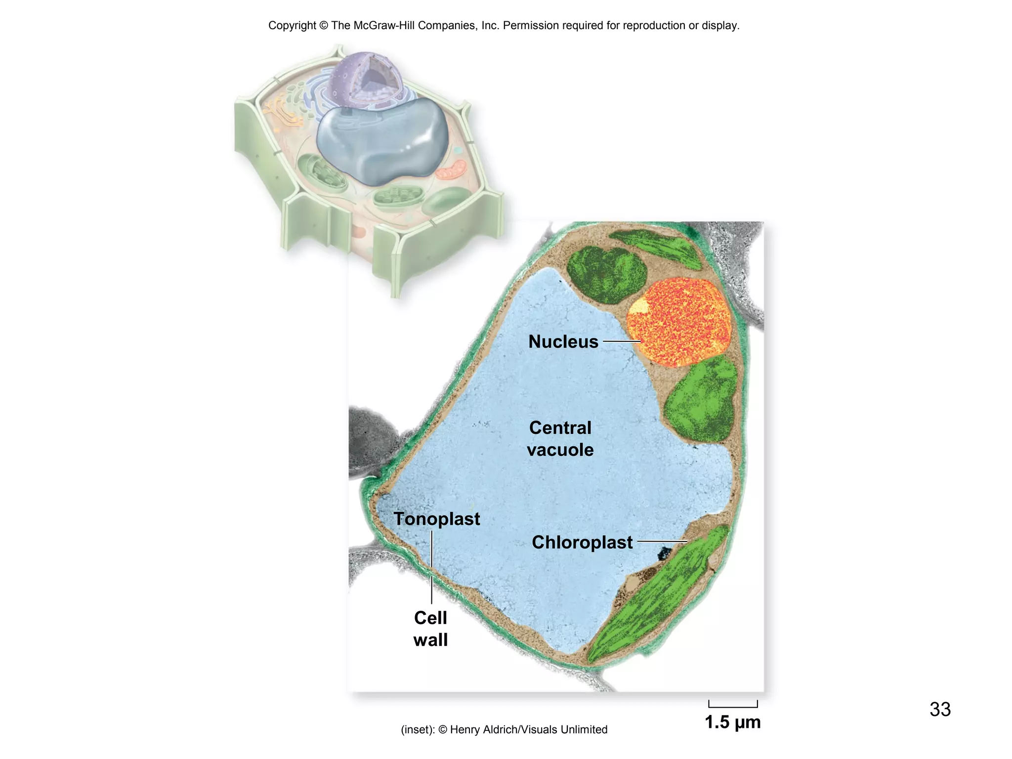 33
Copyright © The McGraw-Hill Companies, Inc. Permission required for reproduction or display.
(inset): © Henry Aldrich/Visuals Unlimited
Nucleus
Chloroplast
Tonoplast
Central
vacuole
1.5 µm
Cell
wall
 